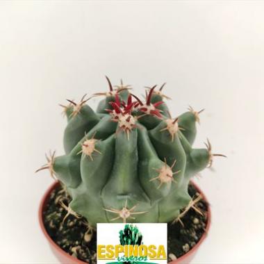 Ferocactus horridus brevispinus
